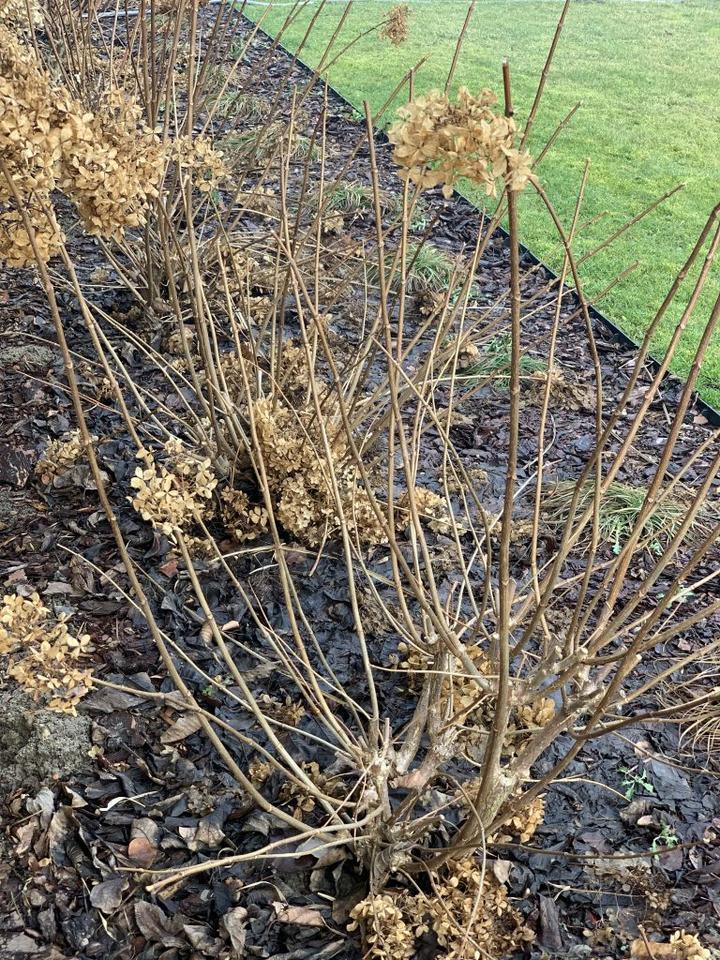 Przycinanie hortensji bukietowych i krzewiastych