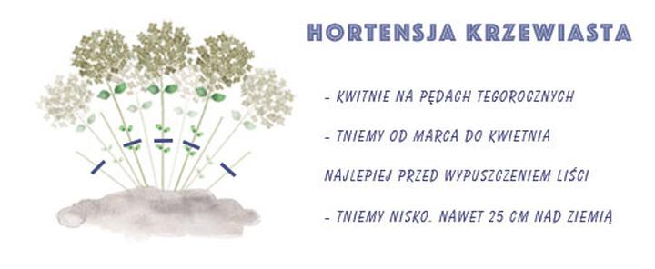 Przycinanie hortensji ogrodowych